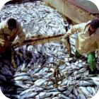 Ситуация с рыбным промыслом
